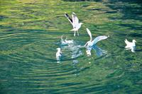 256 Lofoten, Adlersafari