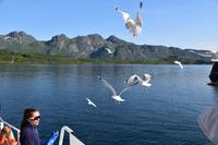 269 Lofoten, Adlersafari