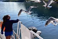 271 Lofoten, Adlersafari