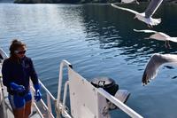 272 Lofoten, Adlersafari