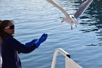 273 Lofoten, Adlersafari