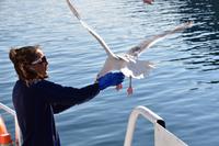 274 Lofoten, Adlersafari