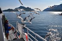 280 Lofoten, Adlersafari