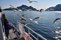 281 Lofoten, Adlersafari