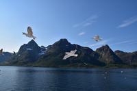 282 Lofoten, Adlersafari
