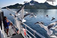 283 Lofoten, Adlersafari