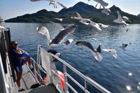 284 Lofoten, Adlersafari