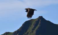291 Lofoten, Adlersafari