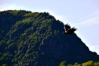 292 Lofoten, Adlersafari