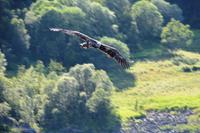 293 Lofoten, Adlersafari