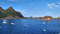 298 Lofoten, Adlersafari