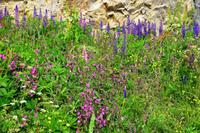 346 Lofoten, Blumenwiese mit Lupinen