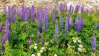 349 Lofoten, Blumenwiese mit Lupinen