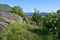 355 Lofoten, Küste bei Sennesvik