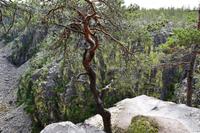 037 Canyon Jutulhogget