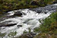 158 Dovrefjell, Moschusochsen-Safari, Fluss Svåne