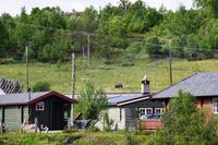 159 Dovrefjell, Moschusochsen-Safari