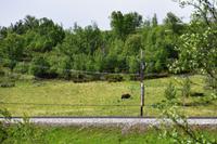 161 Dovrefjell, Moschusochsen-Safari