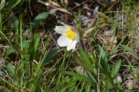 162 Dovrefjell, Kuhschelle