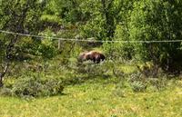 163 Dovrefjell, Moschusochsen-Safari