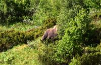 164 Dovrefjell, Moschusochsen-Safari