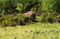 166 Dovrefjell, Moschusochsen-Safari