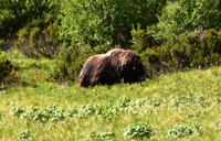 167 Dovrefjell, Moschusochsen-Safari