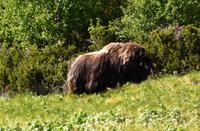 168 Dovrefjell, Moschusochsen-Safari