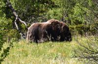 170 Dovrefjell, Moschusochsen-Safari