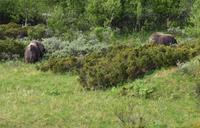171 Dovrefjell, Moschusochsen-Safari