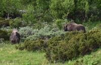 172 Dovrefjell, Moschusochsen-Safari