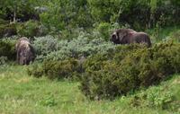 173 Dovrefjell, Moschusochsen-Safari