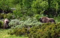 174 Dovrefjell, Moschusochsen-Safari