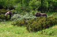 175 Dovrefjell, Moschusochsen-Safari