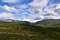 177 Dovrefjell, Moschusochsen-Safari