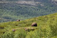 178 Dovrefjell, Moschusochsen-Safari