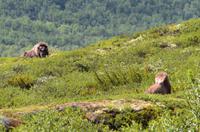 179 Dovrefjell, Moschusochsen-Safari