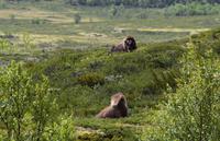 180 Dovrefjell, Moschusochsen-Safari