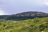 181 Dovrefjell, Moschusochsen-Safari