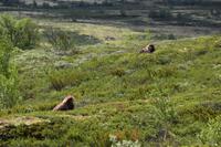 182 Dovrefjell, Moschusochsen-Safari