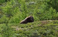 183 Dovrefjell, Moschusochsen-Safari