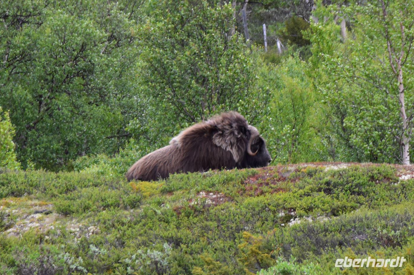 184 Dovrefjell, Moschusochsen-Safari