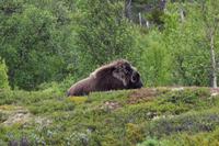 184 Dovrefjell, Moschusochsen-Safari