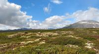 195 Dovrefjell