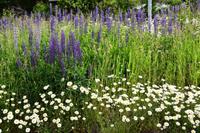 222 Lupinen im Romsdal