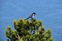 286 Alesund, Elster auf dem Aksla