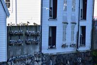 312 Alesund, Mövenkolonie