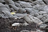 332 Insel Runde, Austernfischer