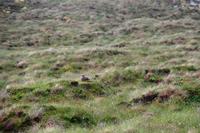 334 Insel Runde, Scua auf dem Fjell