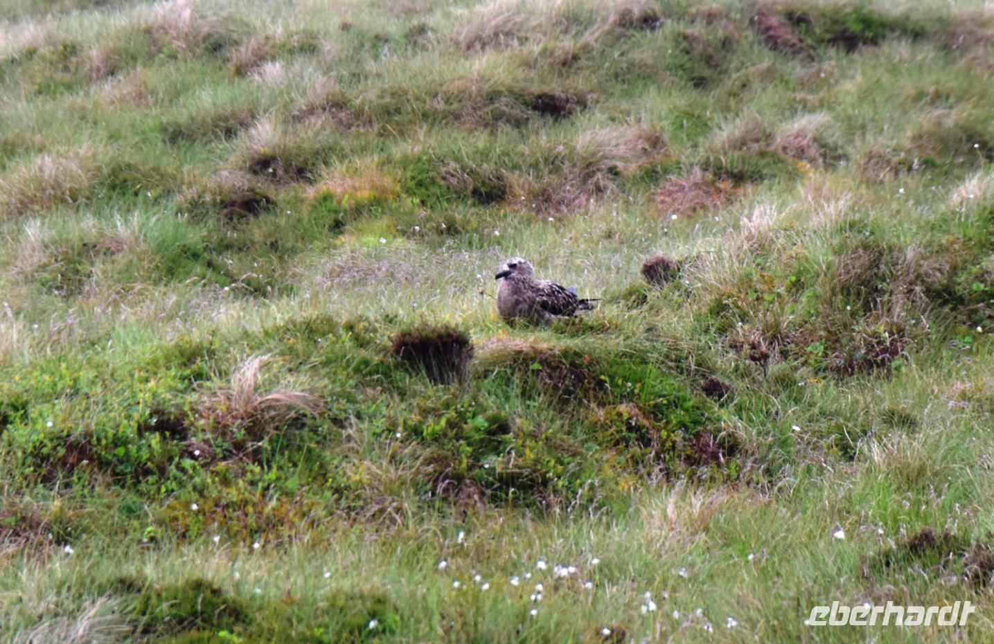 335 Insel Runde, Scua auf dem Fjell